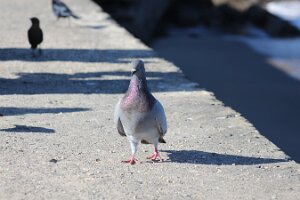 IMG_6929