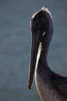 IMG_6948