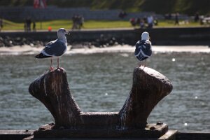 IMG_6958