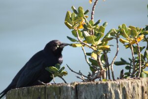 IMG_6963